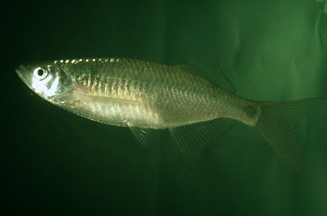 Nematabramis everetti Boulenger, 1894